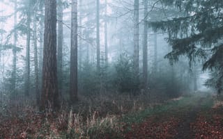 Картинка осень, лес, тропинка, туман, деревья, природа