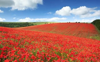 Картинка национальный парк Саут-Даунс, поле, Брайтон, маки, луг, Англия, цветы