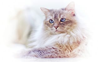 Картинка кошка, светлый, голубые глаза, Рэгдолл, мордочка, взгляд