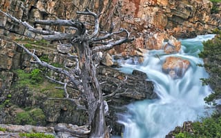 Картинка водопад, дерево, Swiftcurrent Falls, скалы