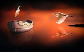 Картинка птицы, отражение, лодка