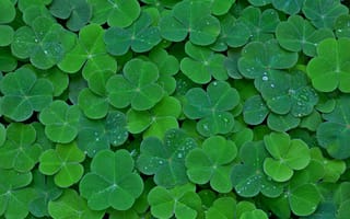 Картинка листья, ковер, клевер, растение