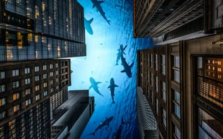 Картинка акулы, дома, город