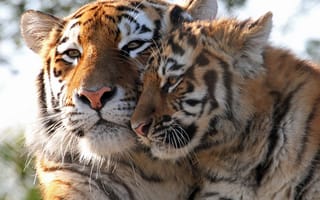 Картинка детёныш, котёнок, тигрёнок, тигрица, дикие кошки, тигры, материнство