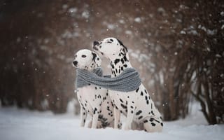 Картинка зима, снег, парочка, Далматины, Наталья Ляйс, шарф, собаки