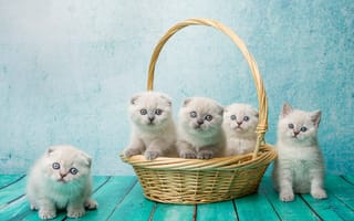 Картинка Скоттиш-фолд, малыши, доски, Шотландская вислоухая кошка, корзинка, Наталья Ляйс, корзина, котята