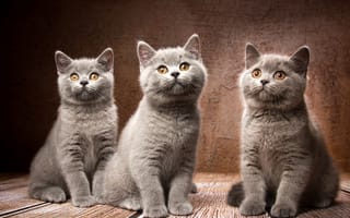Картинка троица, Британская короткошёрстная кошка, Наталья Ляйс, трио, котята