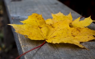 Картинка осень, желтый, осенние листья, лист клена, клён
