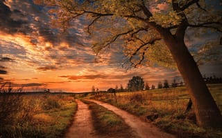 Картинка дорога, дерево, закат