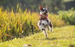 Картинка Цвергшнауцер, карликовый шнауцер, прогулка, бег, настроение, радость, собака