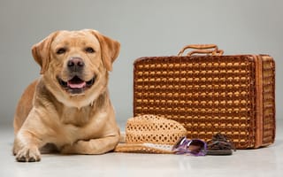 Картинка взгляд, лабрадор, чемодан, labrador, собака, beautiful, шляпа