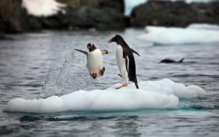 Картинка снег, пара, Антарктика, океан, брызги, льды, Александр Перов, пингвины, природа