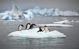Картинка природа, океан, Антарктика, Александр Перов, льды, пингвины