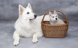 Картинка белый, собака, белые, пара, серый, малыш, лежит, щенок