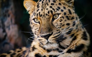 Обои морда, леопард, хищник, дикая кошка, портрет