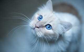 Картинка Бирманская кошка, мордочка, усы, взгляд, голубые глаза