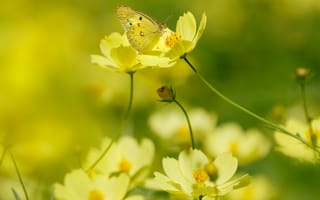 Картинка лето, желтая, цветы, желтые, свет, уосмеи, насекомое, бабочка, сад, макро, боке
