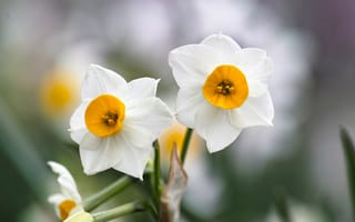 Картинка макро, белые, дуэт, нарциссы, боке