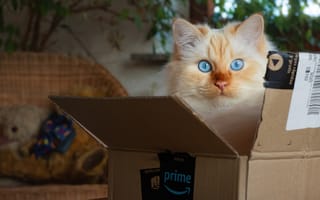Картинка комната, игра, персиковый, выглядывает, голубые глаза, коробка, взгляд, колор-пойнт, кот, кошка