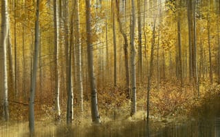 Картинка осень, лес, ветки, деревья, листья, желтый, свет, природа