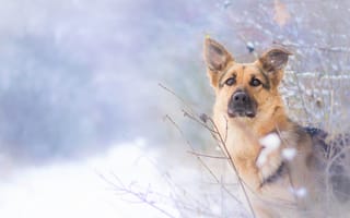 Картинка собака, овчарка, взгляд, зима