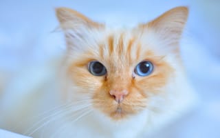 Картинка кот, мордочка, взгляд, кошка, голубые глаза