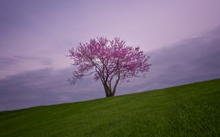 Картинка зелень, поле, облака, ветки, трава, деревья, цветы, небо