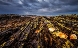 Картинка море, небо, ракушки, лишайник, каменная гряда, берег, тучи, каменистый