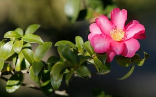 Картинка листья, свет, цветы, ветки, камелия, розовые