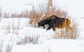 Картинка зима, снег, кустарник, прогулка, ветки, природа, сугробы, лось