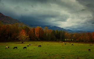 Картинка осень, горы, лошадь, конь, пастбище, стадо