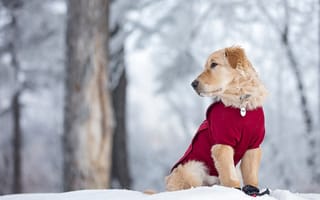 Картинка Золотистый ретривер, Голден ретривер, снег, зима, собака, щенок
