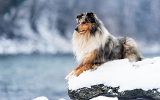 Картинка собака, снег, взгляд, друг, зима