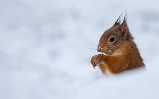 Картинка зима, взгляд, портрет, выглядывает, мордочка, белка, снег, сугробы