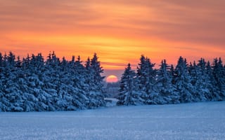 Картинка закат, лес, зима, снег