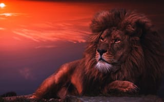 Картинка морда, темный, фотоарт, лев, лежит