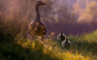 Картинка трава, птенцы, гусята, фотоарт, гусыня, гуси