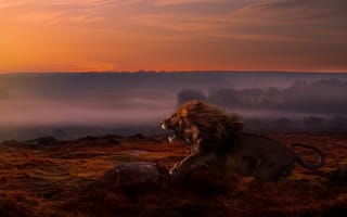 Картинка поле, небо, туман, природа, лев, камни, прыжок, темный