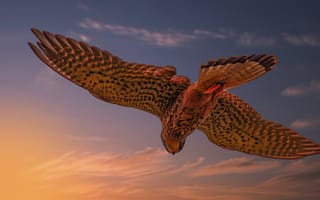 Картинка небо, полет, крылья, фотоарт, сокол, пик, Летит, птица