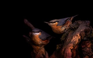 Картинка птица, черный, парочка, поползень, фотоарт