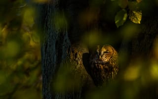 Картинка осень, взгляд, сова, деревья, свет, птица, листья, темный