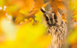 Картинка осень, взгляд, листва, птица, желтый, портрет, сова, листья