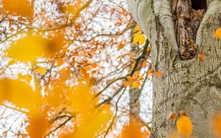 Картинка осень, листья, ветки, деревья, желтый, природа, сова, свет