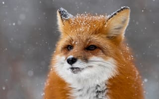 Картинка зима, взгляд, лиса, снег, крупный план, морда, портрет, рыжая