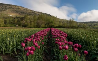 Картинка небо, облака, капли, весна, природа, цветы, холмы, горы