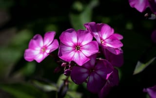 Картинка цветы, крупный план, боке, флоксы