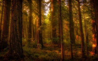 Картинка лес, лучи, свет, деревья, ветки, заросли, ствол, растительность
