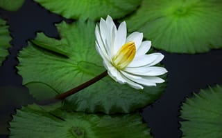 Картинка белый, листья, нимфея, водоем, зеленый, водяная лилия, цветы, кувшинка