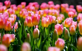 Картинка свет, цветы, весна, много, бутоны, клумба, тюльпаны, розовые