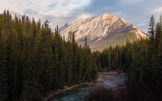 Картинка лес, пейзаж, горы, вершины, берег, ели, Канада, река